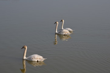 Cygne tuberculé (Cygnus olor)