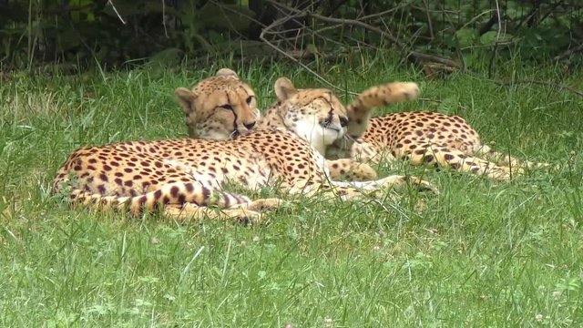 two cheetahs resting