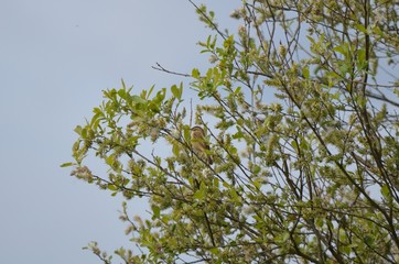 Phragmite des joncs (Acrocephalus schoenobaenus)