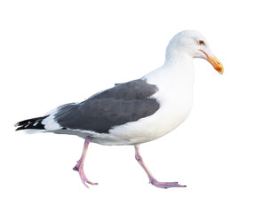 Fototapeta premium Seagull isolated on a white background