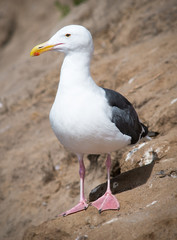 Seagull at the beach.  La Jolla San Diego, California USA.