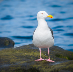 Seagull at the beach.  La Jolla San Diego, California USA.