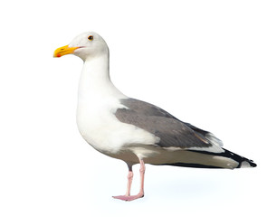 Seagull isolated on a white background.