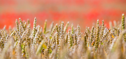 Ein reifes Kornfeld in dem anderes Getreide und blühender Mohn wächst
