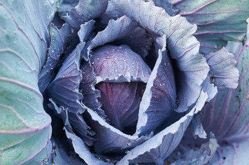 Red cabbage plant in a garden © elmowski