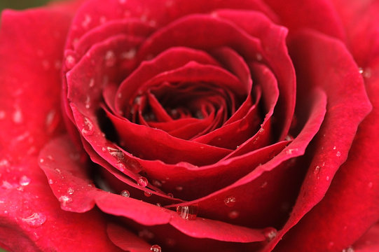 Close - Up red Rose after rain - macro picture