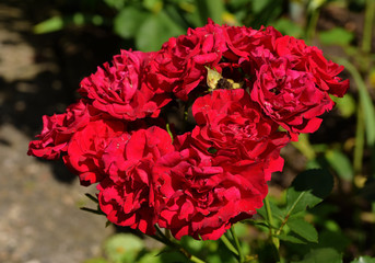 Many of red roses in one flower