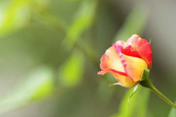 роза в саду