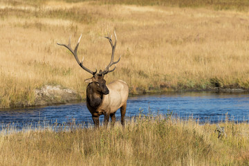 Bull Elk by River in the Rut