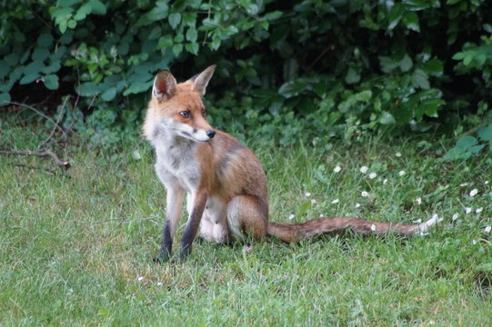 Fuchs