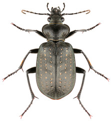 Ground beetle Calosoma denticolle isolated on white background, dorsal view.