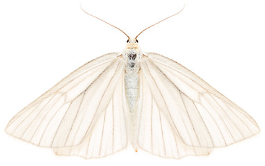 Fototapeta premium The black-veined moth Siona lineata beautiful butterfly isolated on white background, dorsal view.