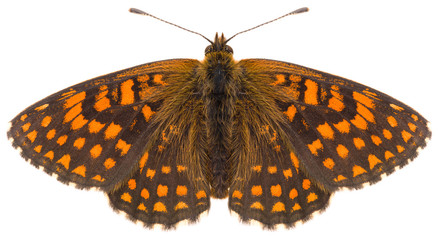 The Melitaea britomartis Assmann's Fritillary beautiful butterfly isolated on white background, dorsal view.