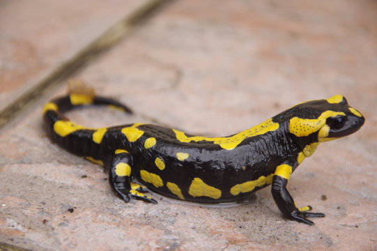 salamandre