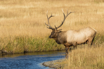 Bull Elk by River in the Rut