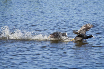 Fototapeta premium Dos Ave focha común (Fulica atra) persiguiendose en aguas azules
