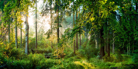 Panele Szklane  Wschód słońca w lesie