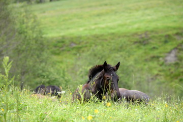 versteckt im gras,braunes Fohlen liegt im hohen Gras
