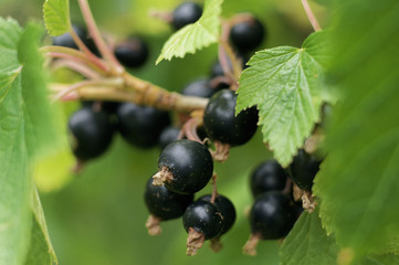 currant berries growing on a branch