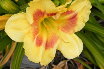 Fototapeta na wymiar Yellow and Red Day Lily