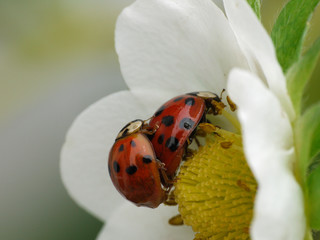 Paarung der Marienkäfer