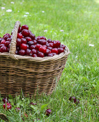 Basket full of ripe red cherries