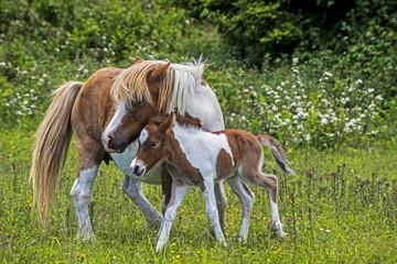 Mother and baby Palomino Ponies in Grayson Highlands State Park.