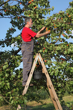Farmer at ladder picking apricot