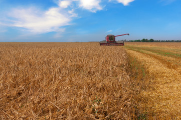 Combine harvester on a wheat field.