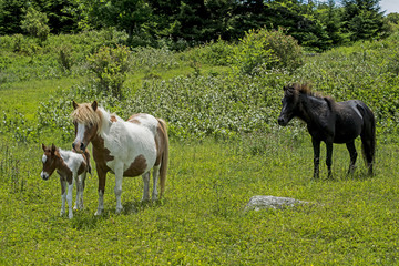 Family of ponies in Grayson Highlands State Park.