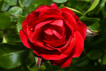  Red roses close up. Background.