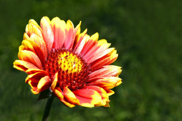 Red Helenium flower close-up on green grass background