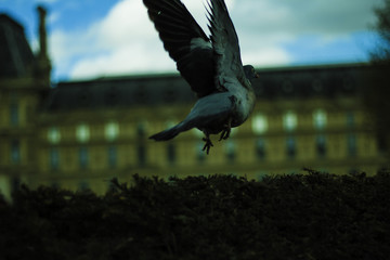 Pigeon s'envolant