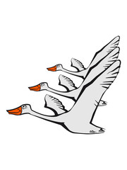 Bird flying goose duck formation