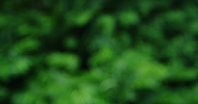 Beautiful green leaves blowing in the wind in tropical jungle rain forest in Maui, Hawaii