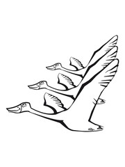 Bird flying goose duck formation