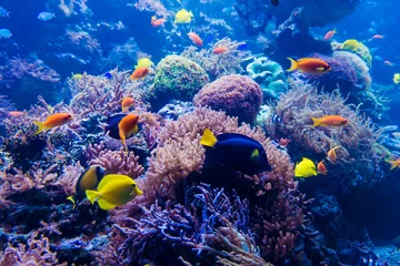 Fotobehang Onderwaterwereld beautiful underwater world  © EwaStudio