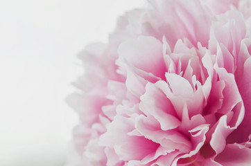 Beautiful fresh pink peony flower isolated on white background. Peonies summer . Love floral. Macro image. Place for text, copy space