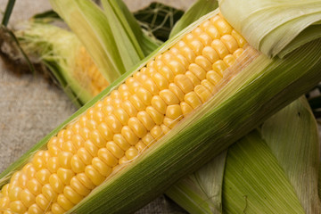 Grains of ripe corn with leaves closeup