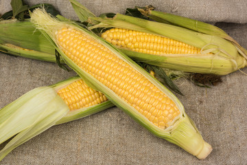 Fresh corn on the cob with leaves on sackcloth closeup