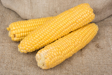 Raw fresh corn on the cob no leaves on sackcloth closeup