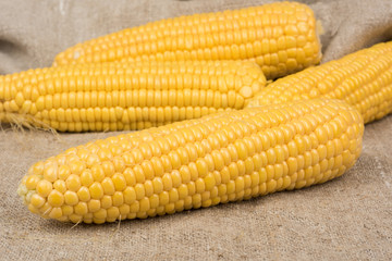 Raw fresh corn on the cob no leaves on sackcloth closeup