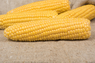Raw fresh corn on the cob no leaves on sackcloth closeup