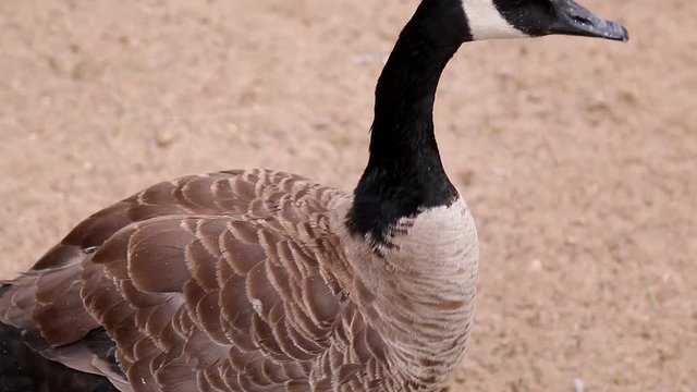 two adult canadian goose on the banks