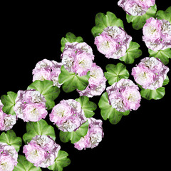 Delicate floral background. Pelargonium 