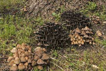 Wood mushroom fungi clusters growing near wooden log in forest meadow closeup