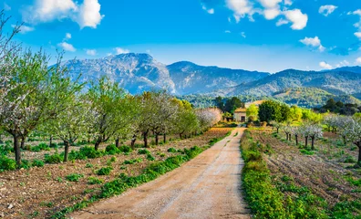 Foto op Plexiglas Beautiful Landscape of Majorca Spain Balearic Islands © vulcanus