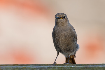 Hausrotschwanz (Phoenicurus ochruros) Weibchen mit feinem Gefieder