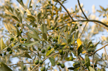 Green olives ripening on a tree