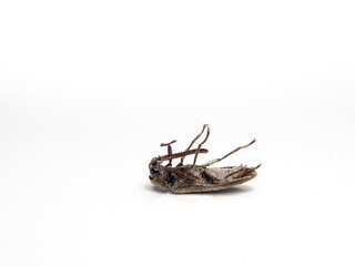 Night insects, dead insects White background